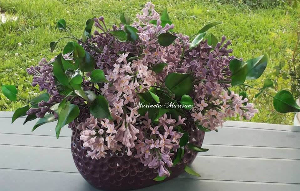 Marinela Muresan - Liliac